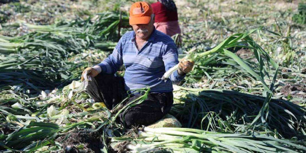 Tarlalarda hasat mesaisi başladı! Dönümde 5-6 ton rekolte: Kilosu 25 TL’den tarladan çıkıyor 1